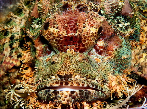 It is similar to a lion, but it is not lion) Puerto Galera by Sergey Lisitsyn 